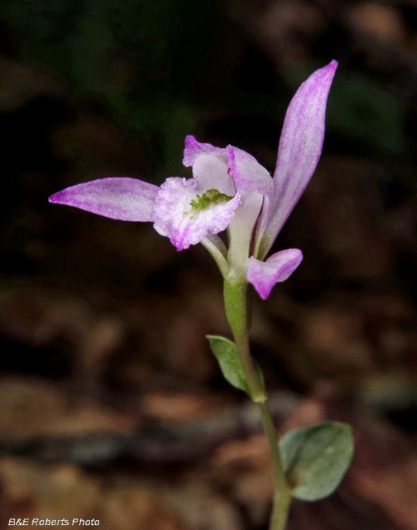 Three_Birds_Orchids