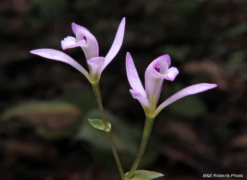 Three_Birds_Orchids