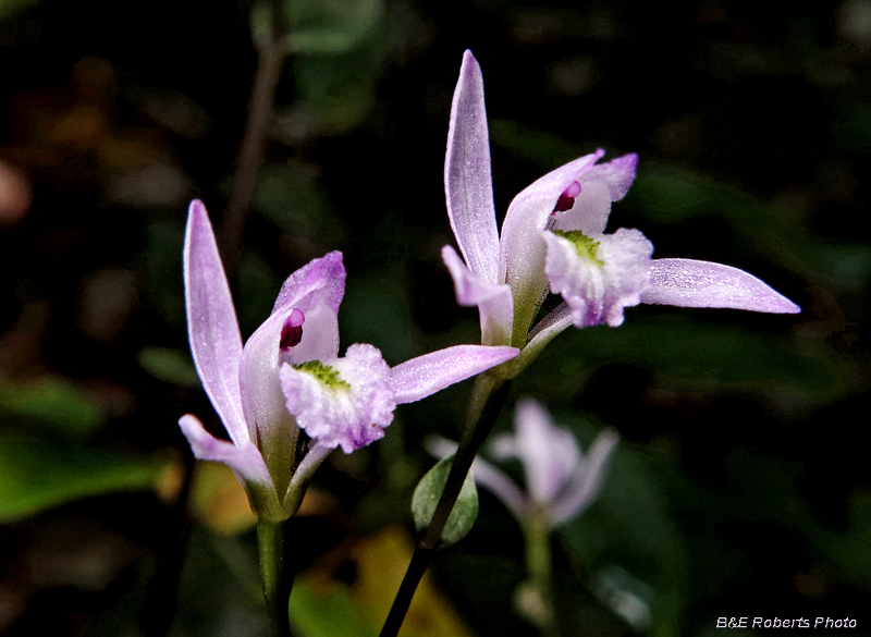 Three_Birds_Orchids