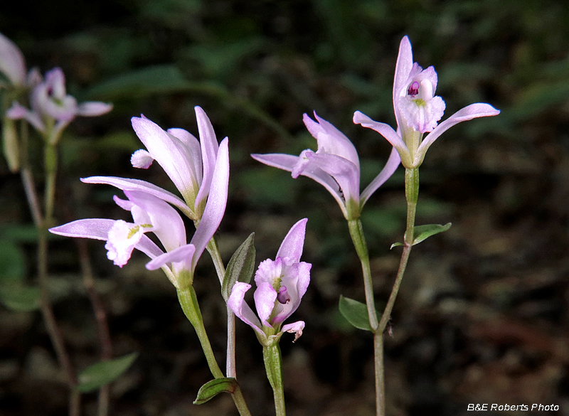 Three_Birds_Orchid