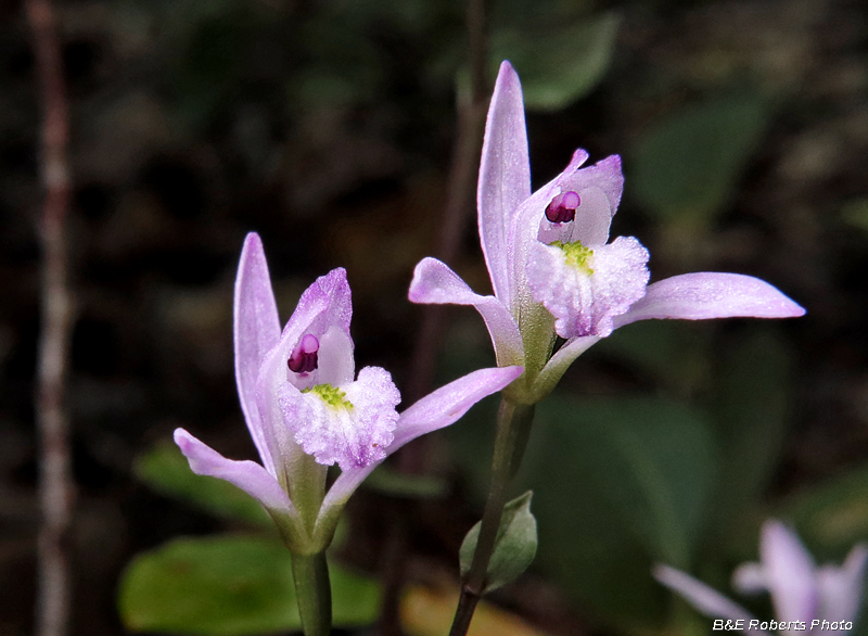 Three_Birds_Orchids