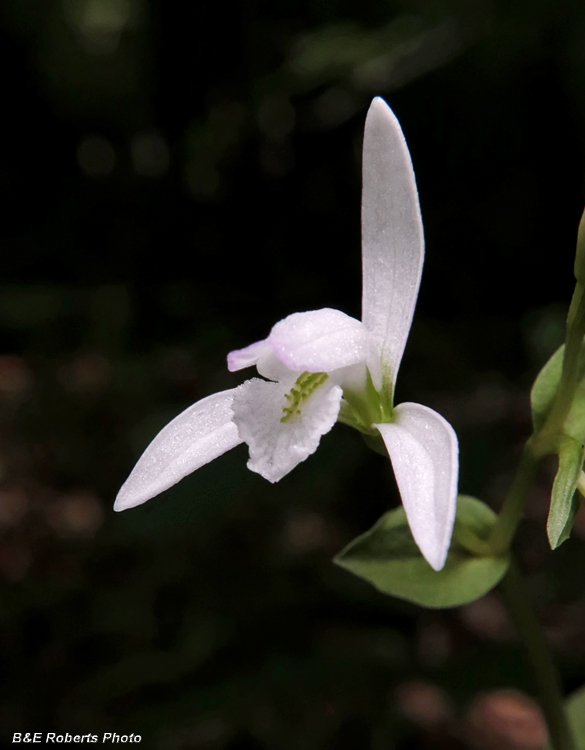 Three_ Birds_Orchid