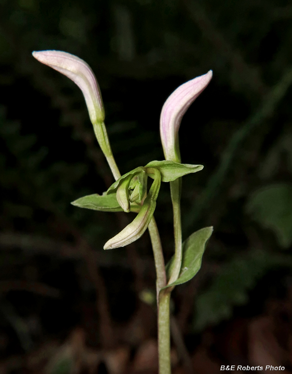 Three_Birds_Orchids_rising_buds