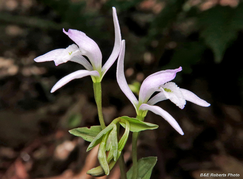 Three_Birds_Orchids_pair