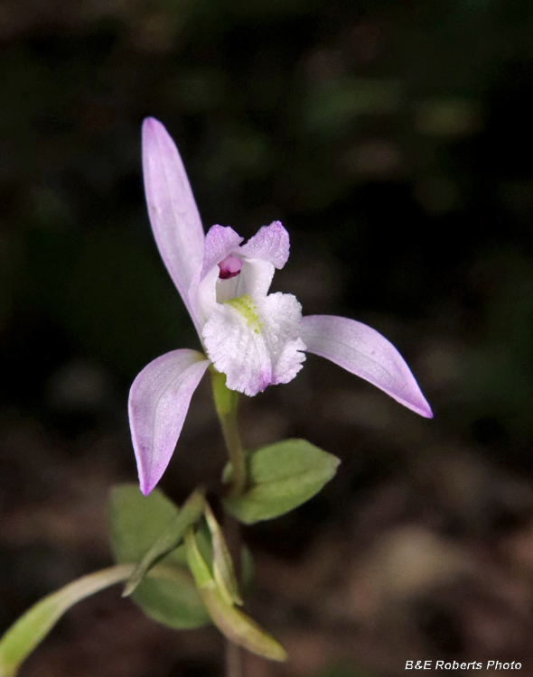 Three_Birds_Orchids