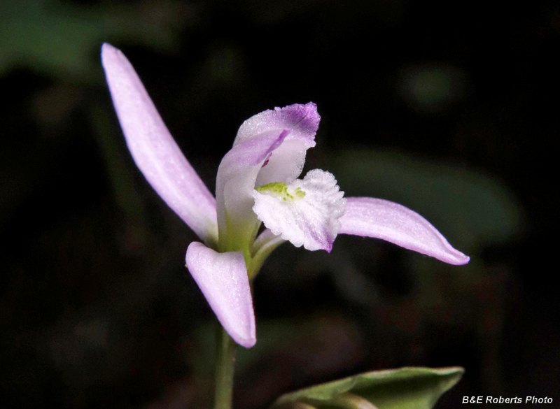 Three_Birds_Orchids