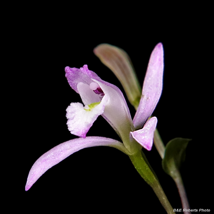 Three_Birds_Orchid