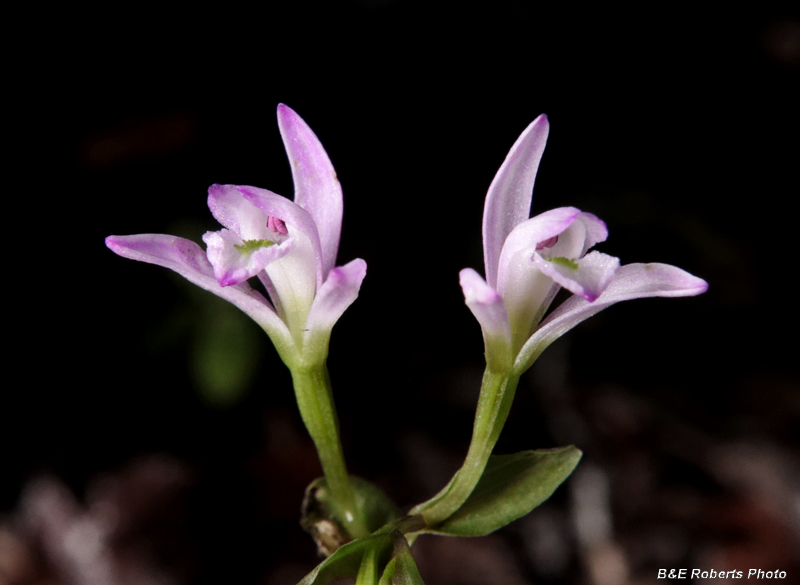 Three_Birds_Orchids