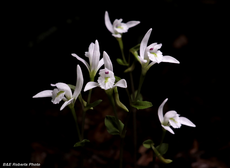 Three_Birds_Orchids