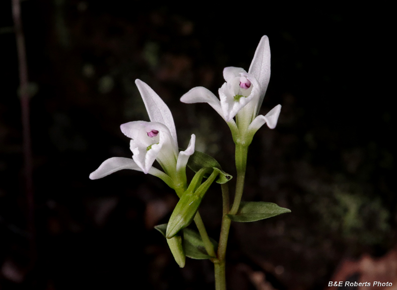 Three_Birds_Orchids