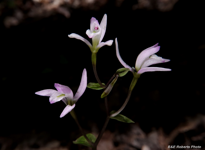 Three_Birds_Orchids