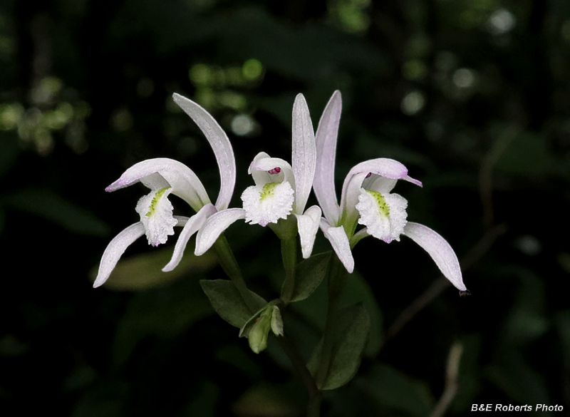 Three_Birds_Orchids