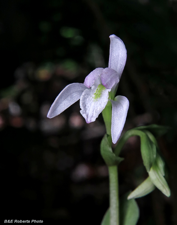 Three_Birds_Orchid