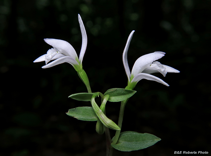 Three_Birds_Orchids