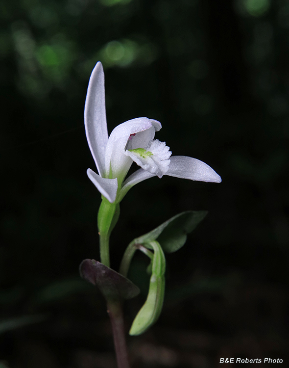 Three_Birds_Orchid