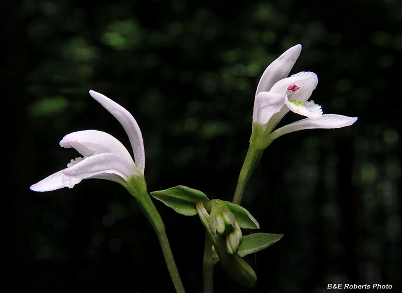 Three_Birds_Orchids