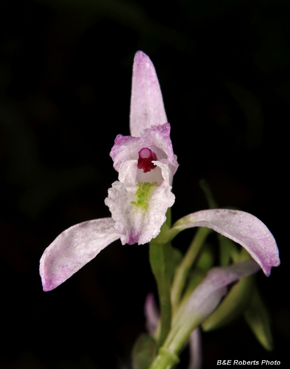 Three_Birds_Orchid