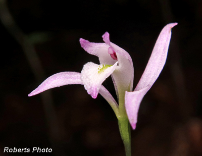 Three_Birds_Orchid