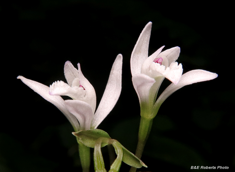 Three_Birds_Orchids