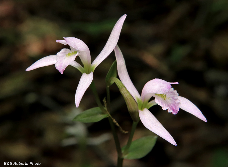 Three_Birds_Orchids