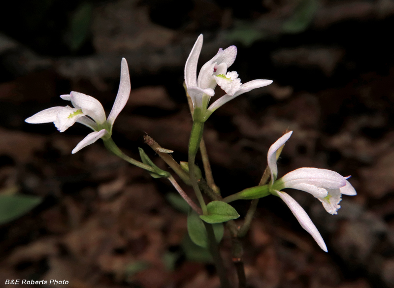 Three_Birds_Orchids