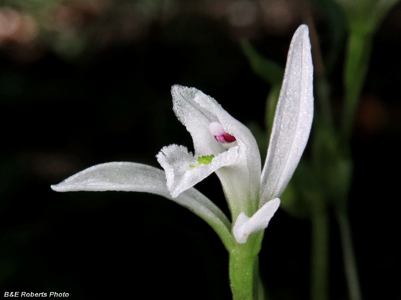 Three_Birds_Orchids