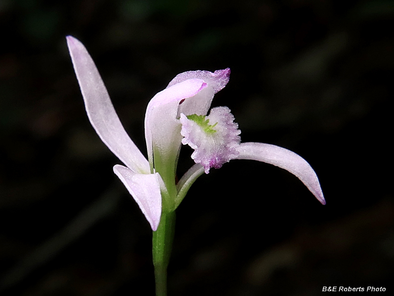 Three_Birds_Orchids