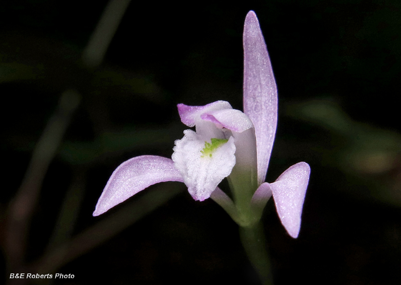 Three_Birds_Orchids