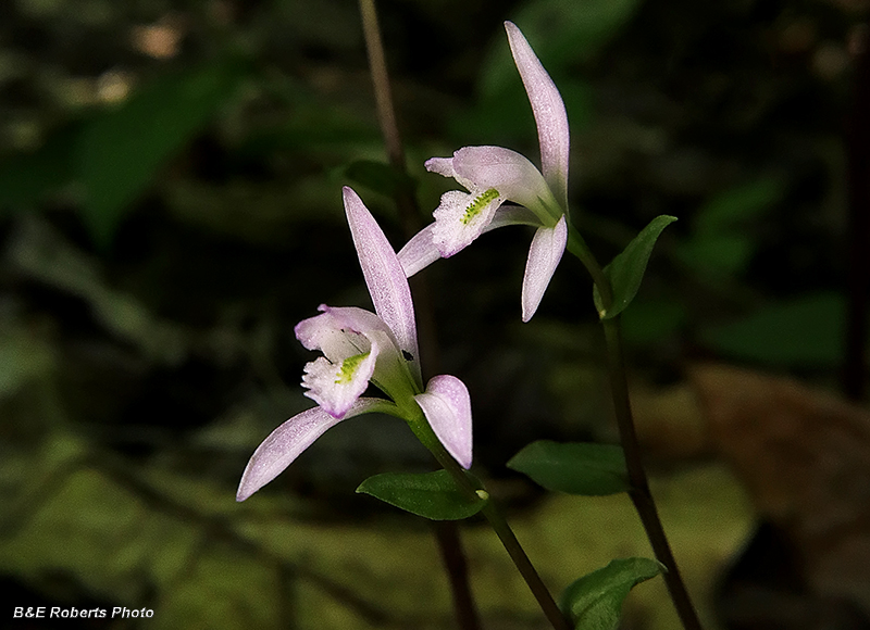 Three_Birds_Orchids_pair