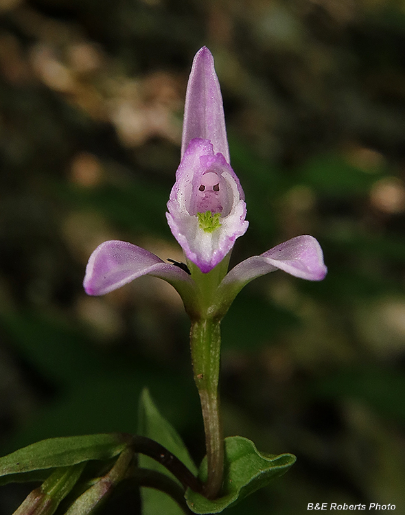 Three_Birds_Orchid