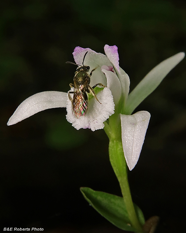 Three_Birds_Orchid_bee