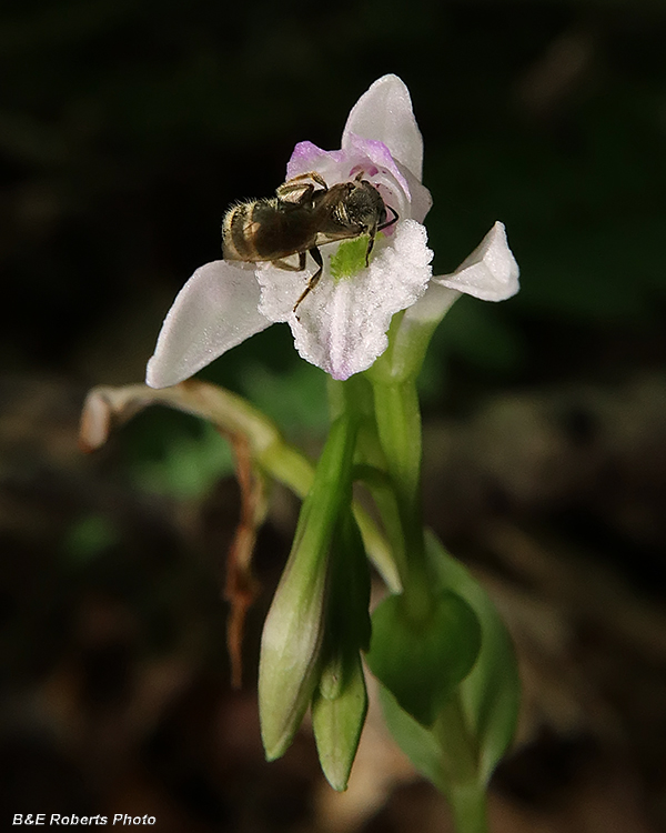 Three_Birds_Orchid-bee_pollinator