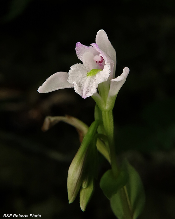 Three_Birds_Orchid