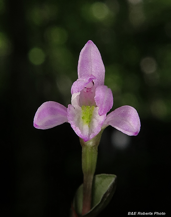 Three_Birds_Orchid