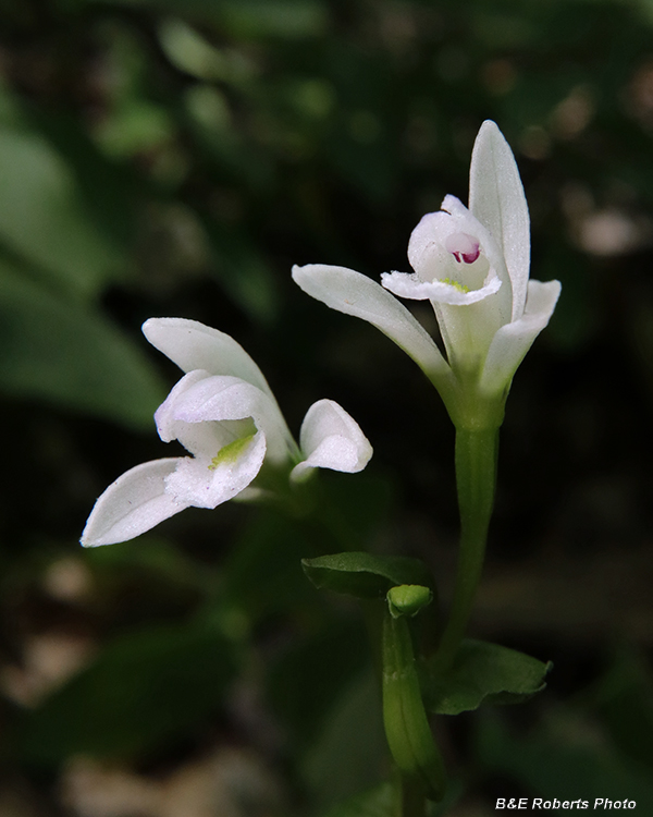 Three_Birds_Orchids_pair