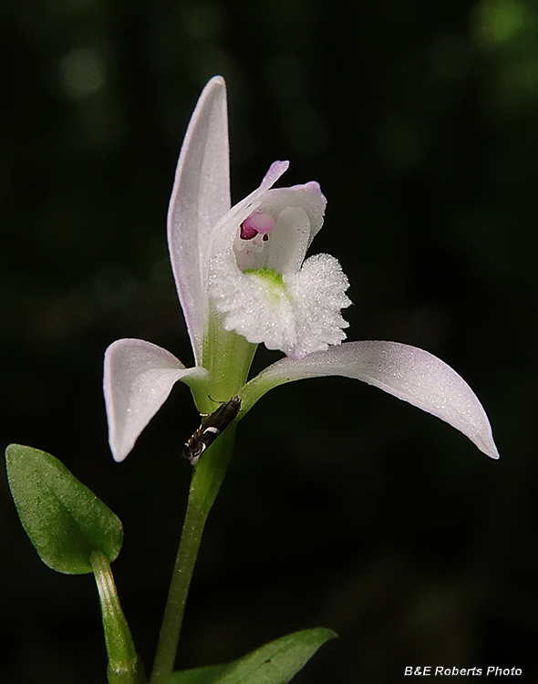 Three_Birds_Orchid