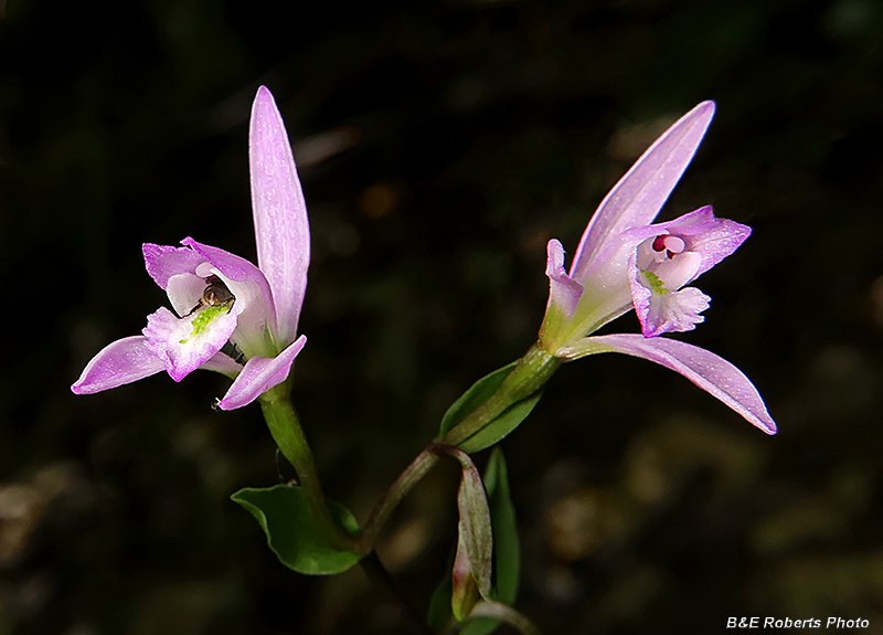 Three_Birds_Orchids