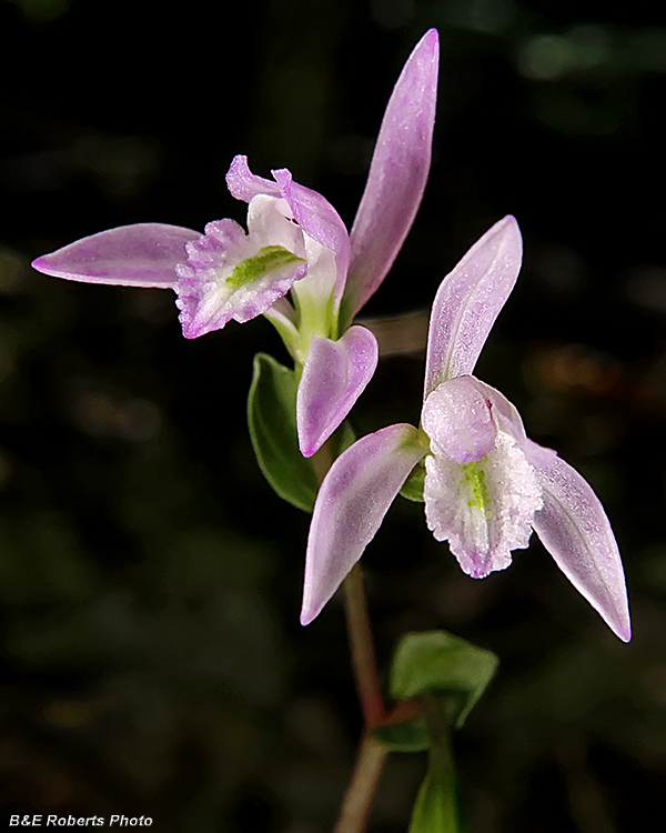 Three_Birds_Orchid_pair