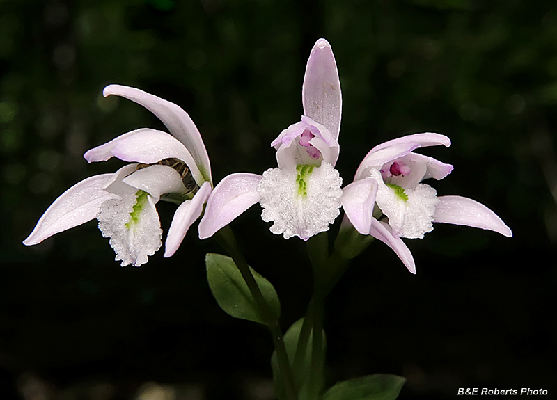 Three_Birds_Orchids_trio