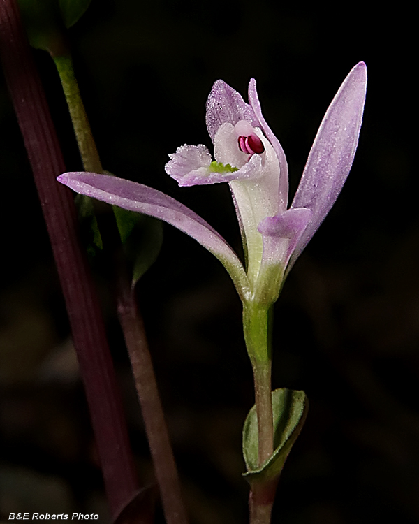 Three_Birds_Orchids