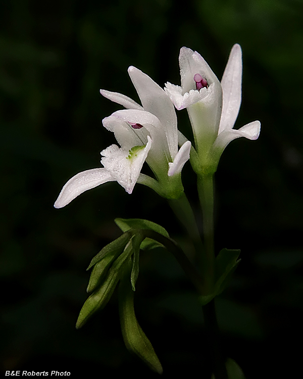 Three_Birds_Orchids_pair