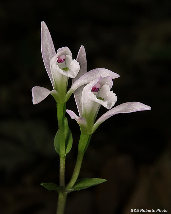 Three_Birds_Orchids_pair