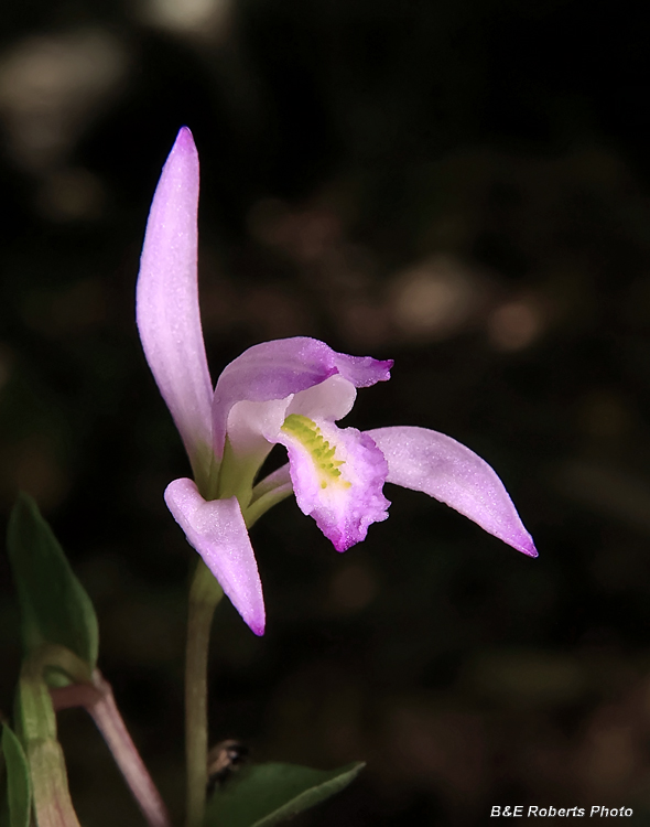 Four_Three_Birds_Orchid_flower