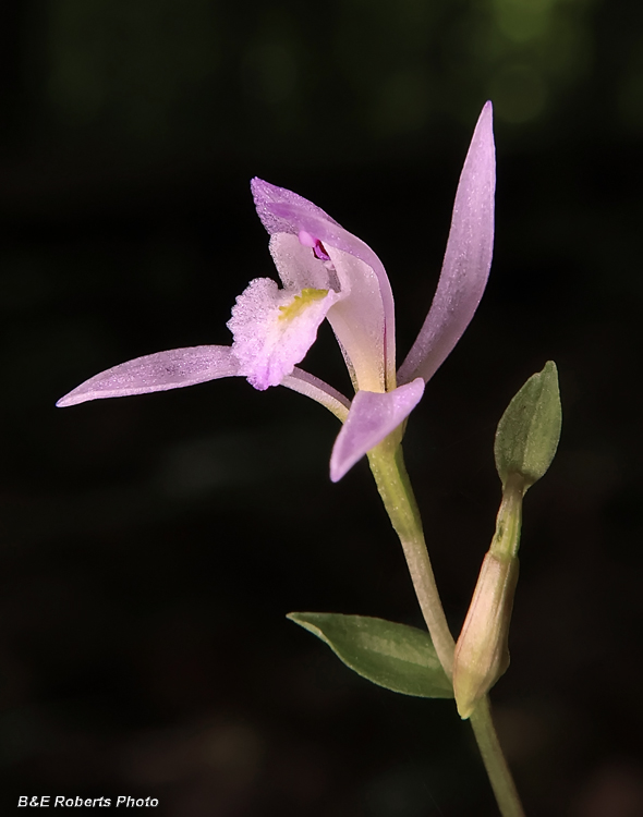 Three_Birds_Orchid