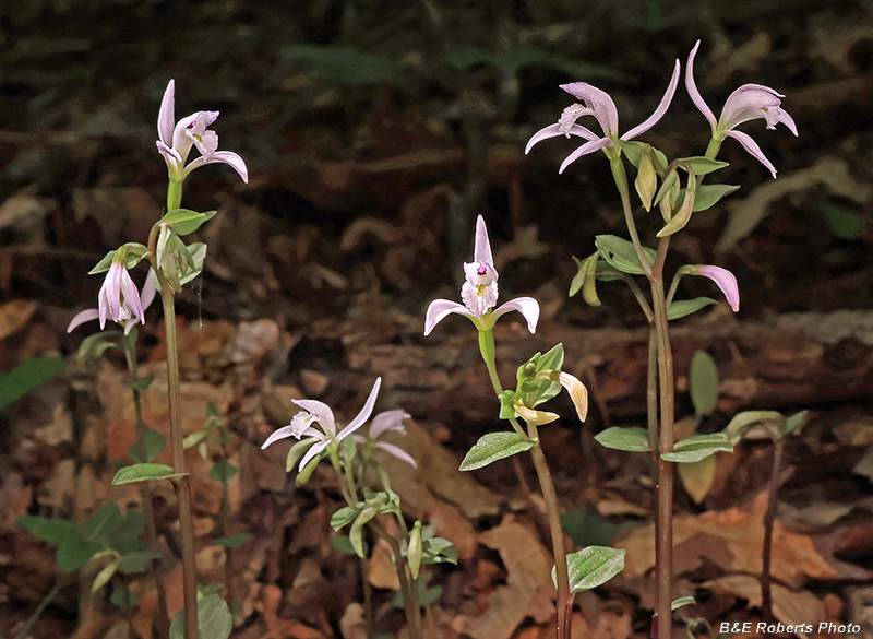 Three_Birds_Orchid_group