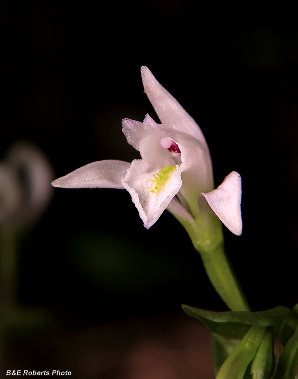 Three_Birds_Orchid_trio
