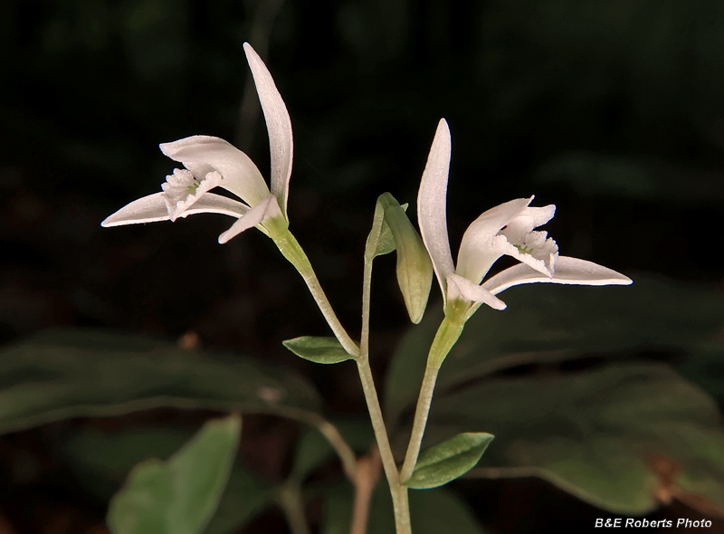 Three_Birds_Orchids_pair