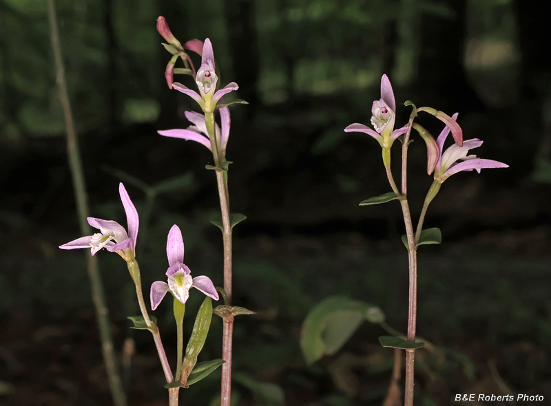 Three_Birds_Orchid_group