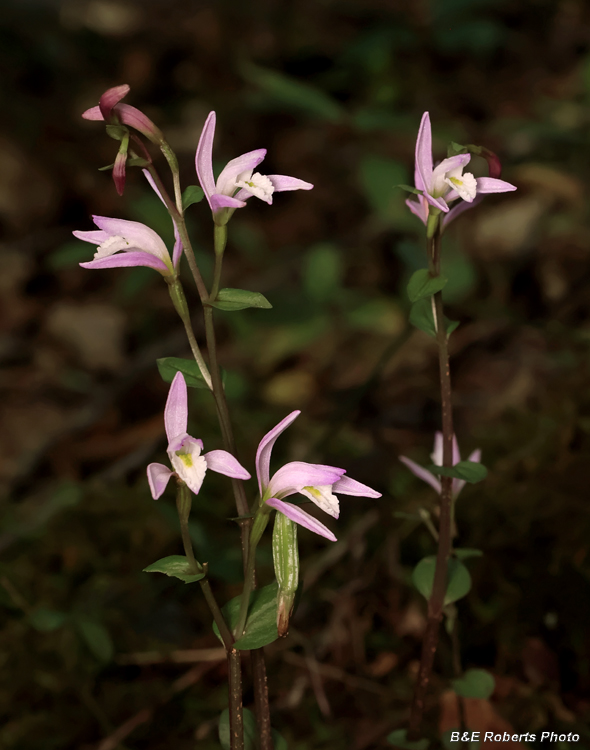 Three_Birds_Orchids_group