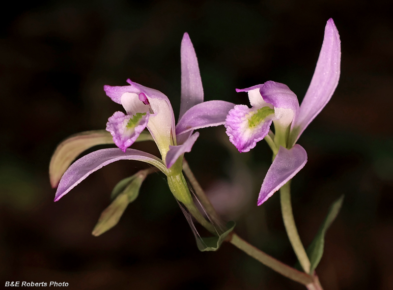 Three_Birds_Orchid_pair
